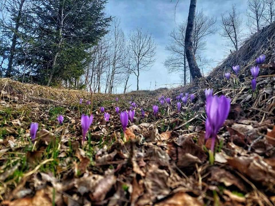 Къща за гости Иглика Тріґрад Екстер'єр фото